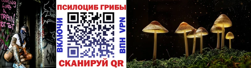 как найти   Белорецк  Псилоцибиновые грибы Psilocybe 